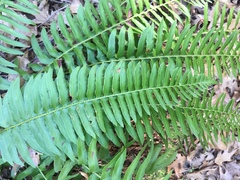 Polystichum imbricans
