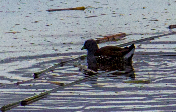 Spot-flanked Gallinule