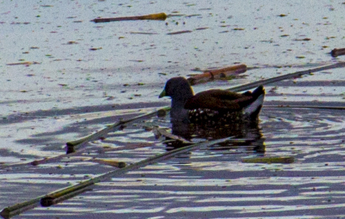 Spot-flanked Gallinule