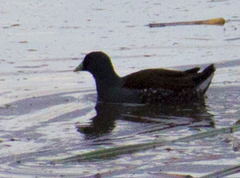 Porphyriops melanops