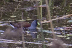 Porphyriops melanops