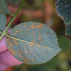 Phragmidium tuberculatum