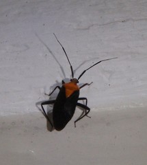 Taedia
