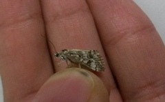 Cornifrons ulceratalis