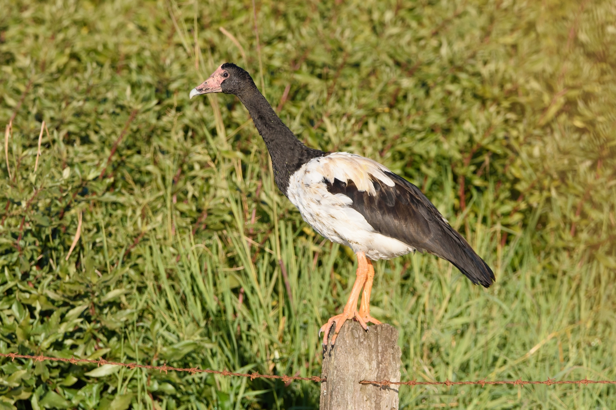 Magpie Goose illustration