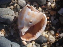 Phalium bandatum