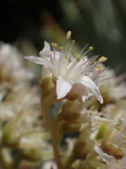Dudleya densiflora