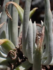 Dudleya densiflora