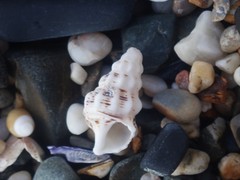 Cerithium columna