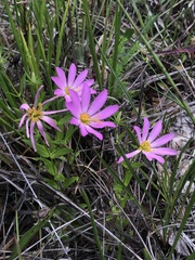 Sabatia dodecandra foliosa