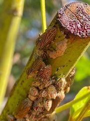 Aetalion reticulatum