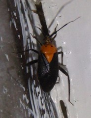 Taedia