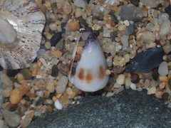 Conus sponsalis