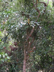Cussonia