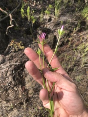 Sabatia dodecandra foliosa
