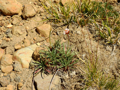 Armeria curvifolia