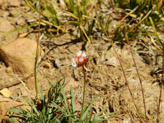 Armeria curvifolia