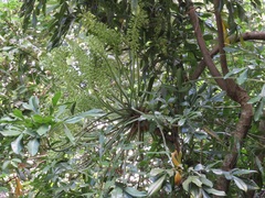 Cussonia