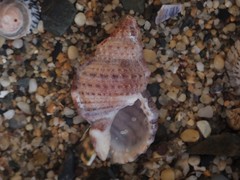 Dulcerana granularis