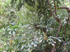 Cussonia