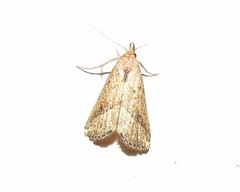 Schrankia macula