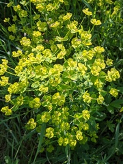 Esula