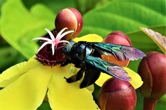 Xylocopa flavonigrescens