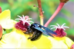 Xylocopa flavonigrescens