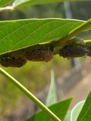 Aetalion reticulatum