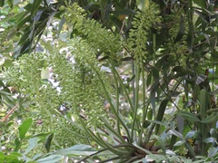 Cussonia
