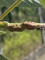 Aetalion reticulatum