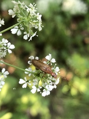 Cephaloon lepturides