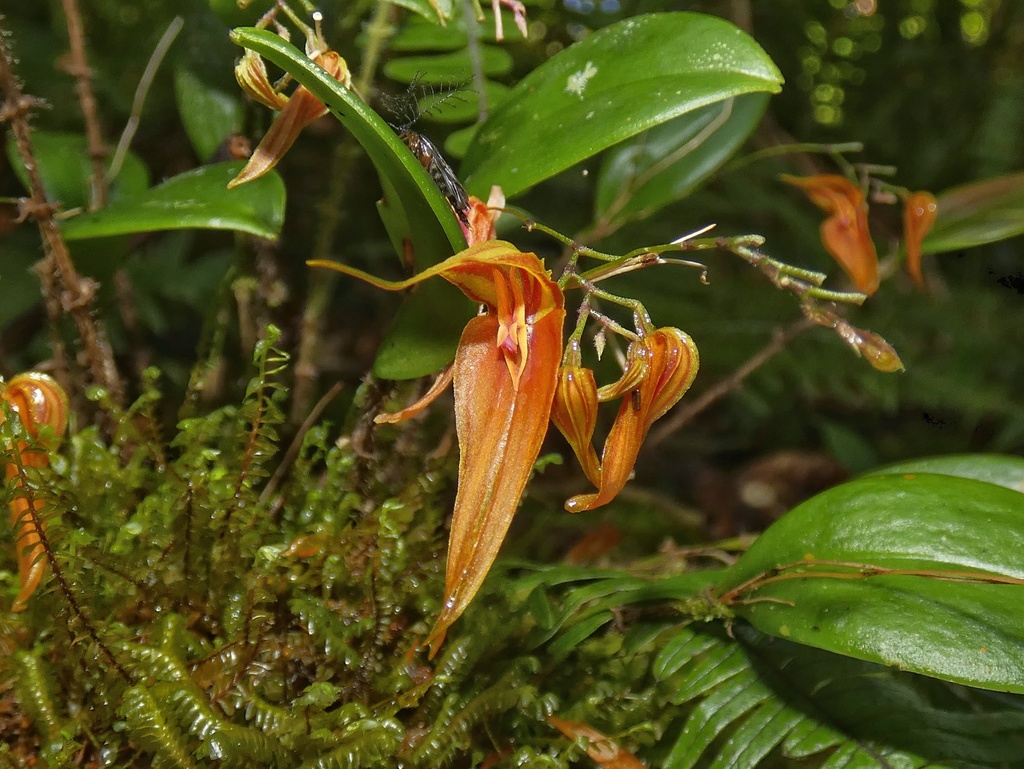 Lepanthes genetoapophantica