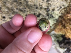 Nerita versicolor