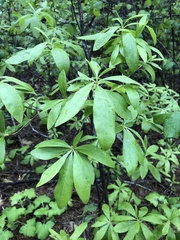 Rhododendron occidentale