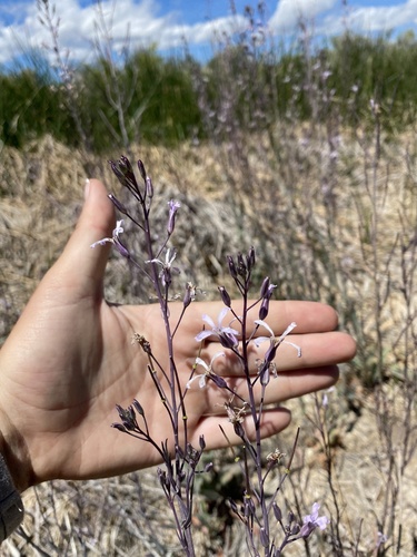Thelypodium howellii ssp. howellii