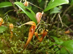 Lepanthes genetoapophantica