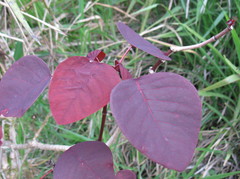 Euphorbia cotinifolia
