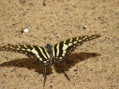 Graphium policenes policenes