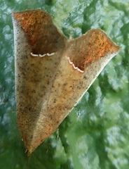 Goniophila niphosticha