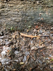 Desmognathus wrighti