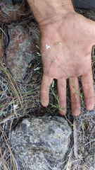 Sabulina stolonifera