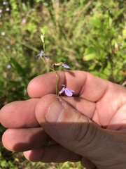 Lobelia nuttallii