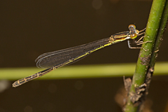 Agriocnemis rubricauda