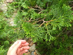 Thuja standishii