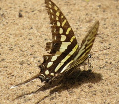 Graphium policenes policenes