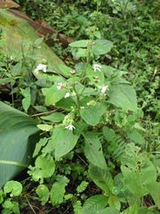 Adenostemma platyphyllum