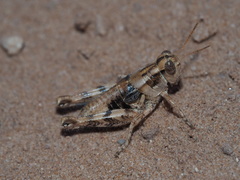 Aeoloplides