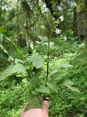 Adenostemma platyphyllum