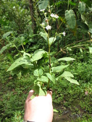 Adenostemma platyphyllum